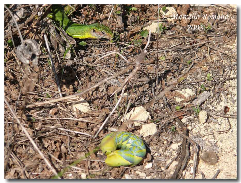 Bruco di Acherontia atropos vs Lacerta bilineata